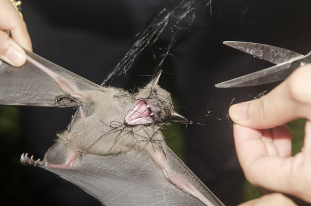 Bat in hand of researcher, Of research studies in the field. - Photo, Image
