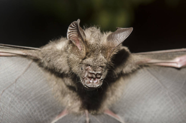 Bat in hand of researcher, Of research studies in the field. - Photo, Image