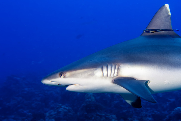 A grey shark jaws ready to attack underwater close up portrait - Φωτογραφία, εικόνα