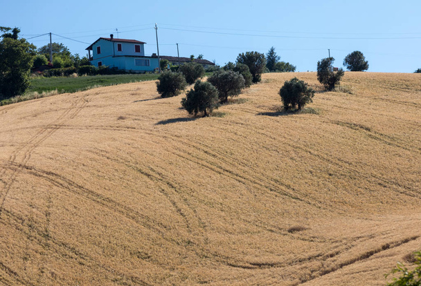  vista de olivares y campos sobre colinas de Abruzos
  - Foto, Imagen