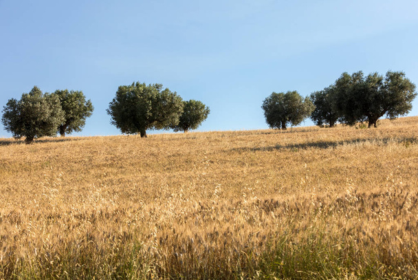  vista de olivares y campos sobre colinas de Abruzos
  - Foto, imagen