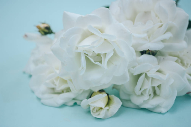 Rose bianche da primo piano su uno sfondo blu morbido
 - Foto, immagini