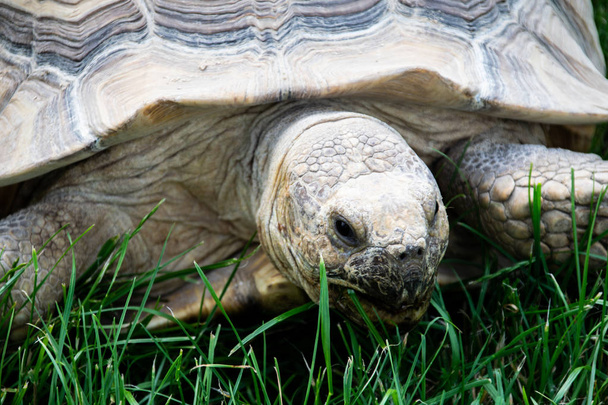 eine Riesenschildkröte, die im Gras weidet - Foto, Bild
