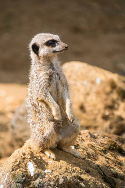 A lone Meerkat stands on a rock - Photo, Image