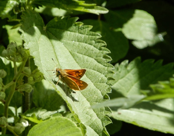 An Orange winged Large SKipper Butterfly sitting on a leaf - Photo, Image