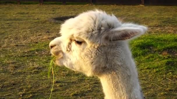Alpaca (Vicugna pacos) is a species of South American camelid, similar to, and often confused with llama. However, alpacas are often noticeably smaller than llamas. - Footage, Video