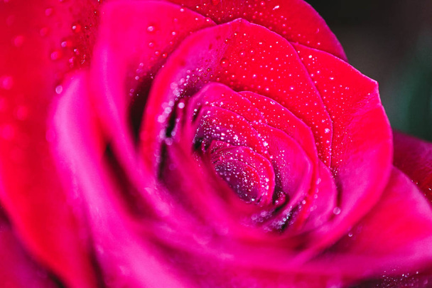 Beautiful delicate red rose flower petal with dew rain drops macro view. Passion concept. - Photo, Image