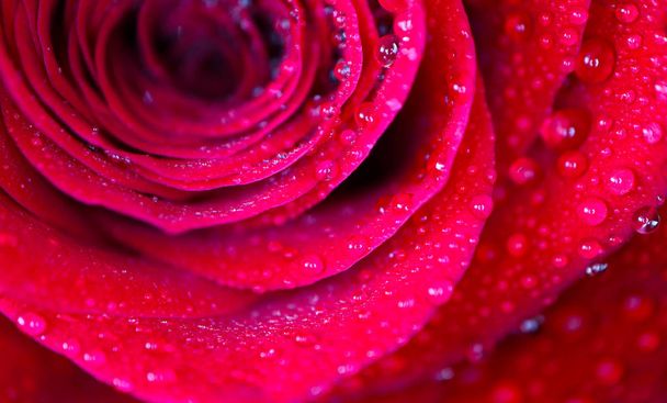 Beautiful delicate red rose flower petal with dew rain drops macro view. Passion concept. - Fotoğraf, Görsel