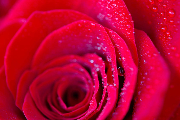 Beautiful delicate red rose flower petal with dew rain drops macro view. Passion concept. - Фото, зображення