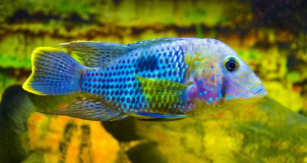 Acara Cichlid Fish aquarium fish - Photo, Image