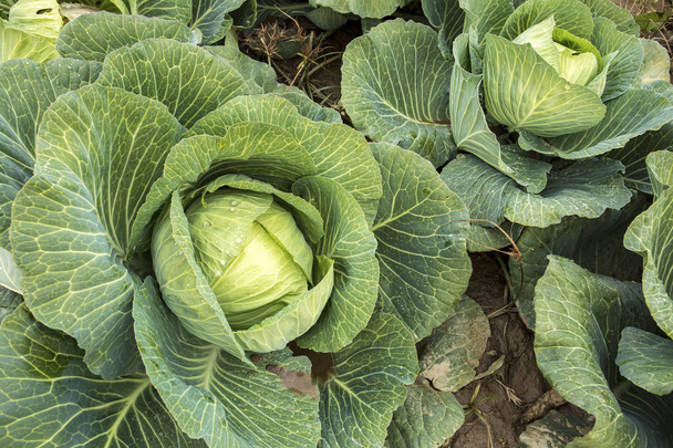 Natural organic agriculture cabbage field - Photo, Image