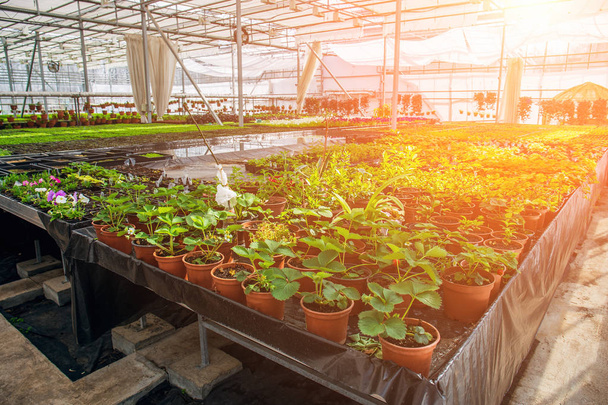 Σύγχρονο υδροπονικό θερμοκήπιο στο φως του ήλιου με τον έλεγχο του κλίματος, καλλιέργεια σπόρων, τα λουλούδια. Βιομηχανικά κηπευτικά - Φωτογραφία, εικόνα