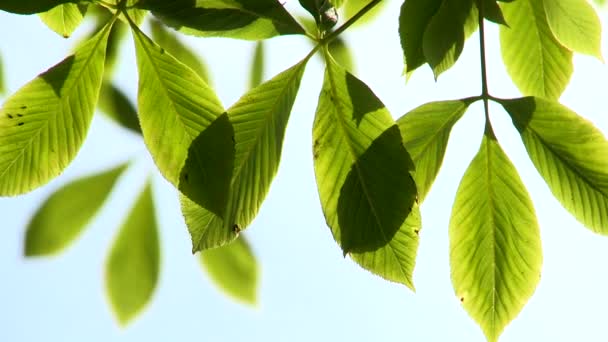 φωτεινά πράσινα φύλλα απαλά κινούνται στο αεράκι - Πλάνα, βίντεο