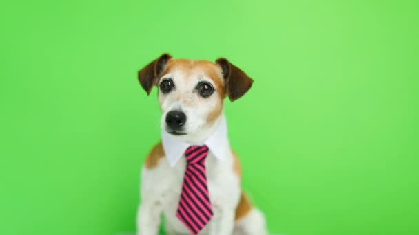σκύλος σε ροζ γραβάτα και πουκάμισο κολάρο κάθεται, γυρίζοντας το κεφάλι και ψάχνει να το cam. Πράσινο chroma κλειδί φόντο. Πλάνα βίντεο - Πλάνα, βίντεο