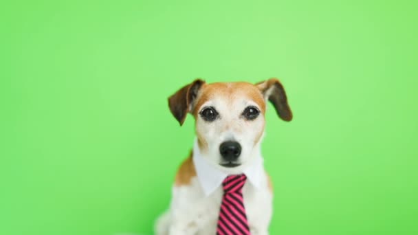 Ładny zabawny pies Jack Russell terrier poważne skoncentrowany w kagańcu. Lizanie. Zielony chroma key tła. Materiały wideo. - Materiał filmowy, wideo