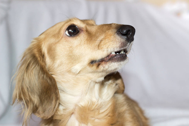 Golden long-haired dachshund at home. Happy pet. Well-breaded home favourite.  - Photo, image