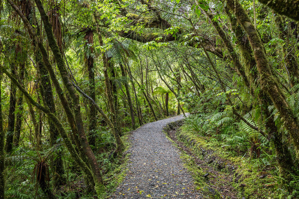 Forest walk near Fox Glacier, South Island, New Zealand - Photo, Image