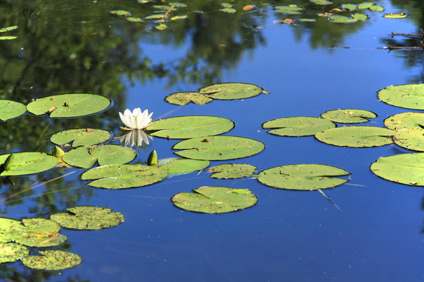 weißer Lotus auf Teichoberfläche. - Foto, Bild
