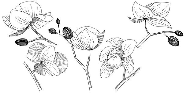 Flor de orquídea en un estilo vectorial aislado
. - Vector, imagen
