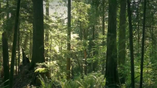 Μετακίνηση προς τα κάτω σε έδαφος στο καταπράσινο δάσος καλοκαίρι - Πλάνα, βίντεο
