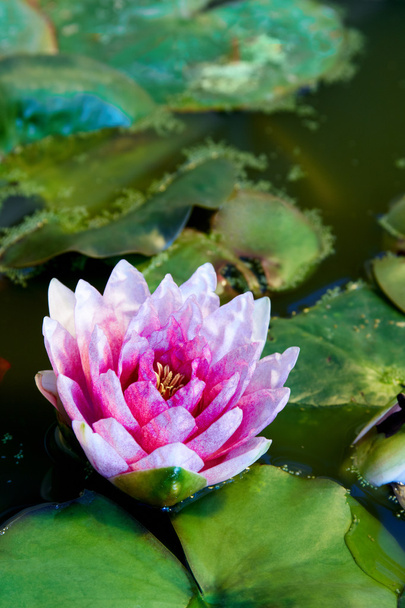 water lily - 写真・画像