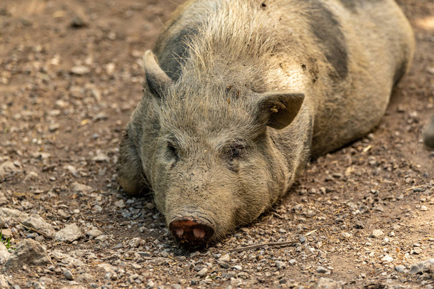 Potrait of a pig which is sleeping in calm
 - Фото, изображение