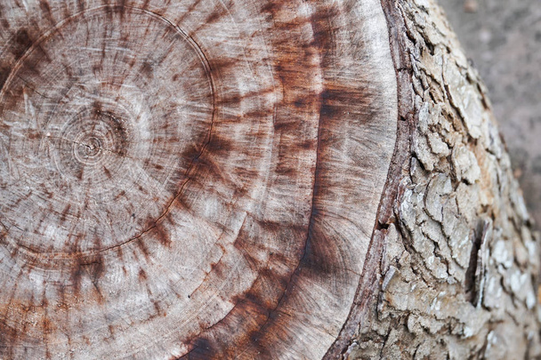вік дерев'яний стовбур зрізати візерунок крупним планом
 - Фото, зображення
