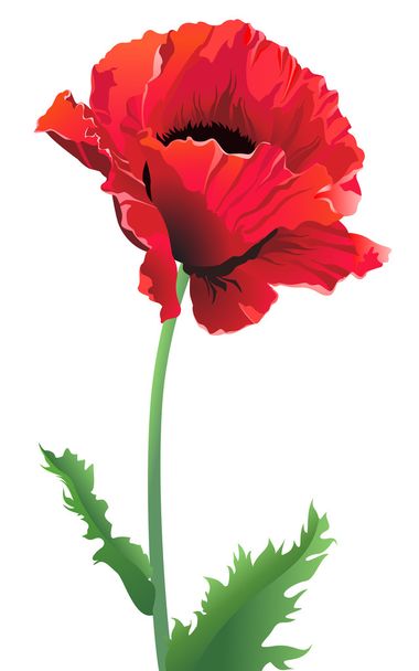 Poppy flower close up - Вектор,изображение