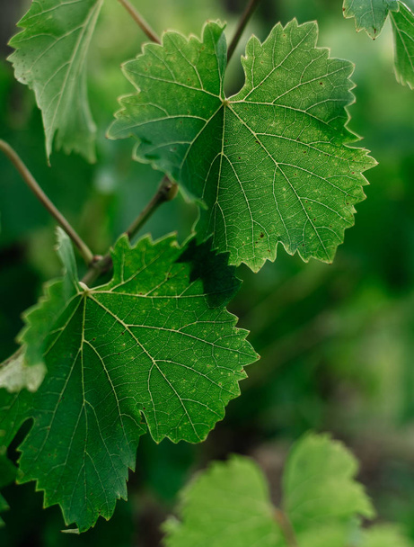 Зелене листя винограду крупним планом
 - Фото, зображення
