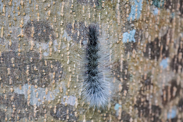 ağaç üzerinde siyah caterpillar, yakın çekim - Fotoğraf, Görsel