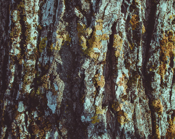 αφηρημένη μακρο προβολή των βρύων σε ένα πεύκο κορμό δέντρου. Μυστικιστικό δάσος σας κορμός κατάφυτη με πράσινες πολύχρωμες λεπτομερείς λειχήνες. - Φωτογραφία, εικόνα