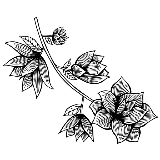 Magnolia flowers drawing and sketch with line-art on white backgrounds. - Vektör, Görsel