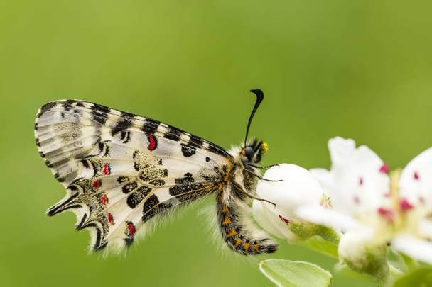 Елегантний метелик в природі
 - Фото, зображення