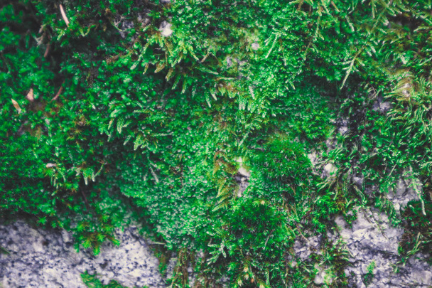 Colorful green moss texture. Photo depicting a bright bushy lichen on an old gray stone wall. Closeup, macro view. - Fotó, kép