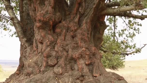 Starý kmen stromu osika, kořeny a větve - Záběry, video