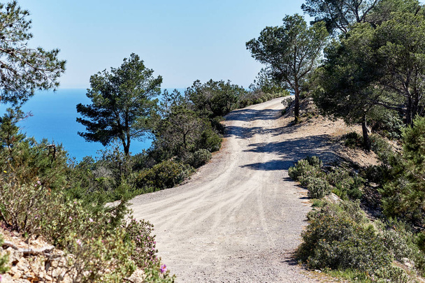 Path through the pine forest in the mountains of Ibiza Island. Balearic Islands, Spain - Foto, Imagen