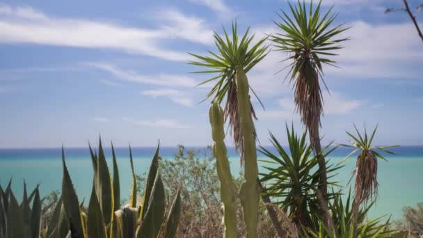 cactus y arbustos silvestres con el mar Mediterráneo en el fondo en scala dei turchi, sicily
 - Metraje, vídeo
