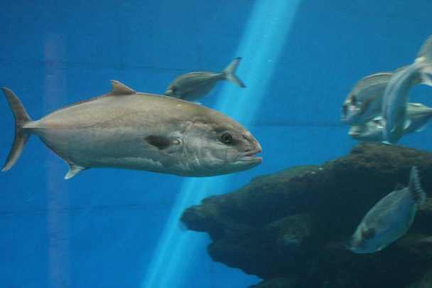 thonidés nageant sous l'eau connus sous le nom de thon rouge, thon rouge de l'Atlantique (Thunnus thynnus), thon rouge du Nord, thon rouge géant ou thon rouge
  - Photo, image