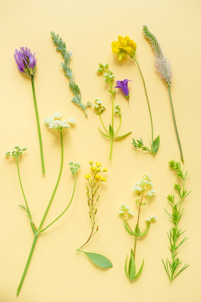 una variedad de flores silvestres, margaritas, Lupin, cebolla y hierba, fondo amarillo de papel plano, patrón botánico
 - Foto, imagen