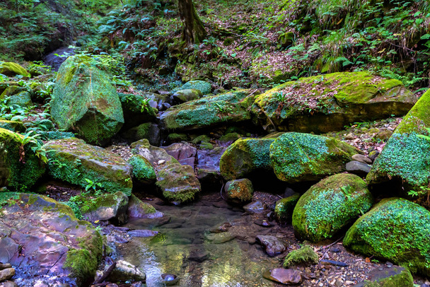 Moss covered rocks and small stream in forest - Photo, Image