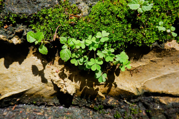 маленькі рослини на природній скельній стіні
 - Фото, зображення