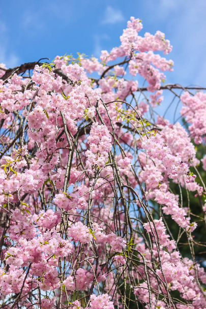 Nieostrość piękny różowy sakura, cherry blossom w Japonii - Zdjęcie, obraz