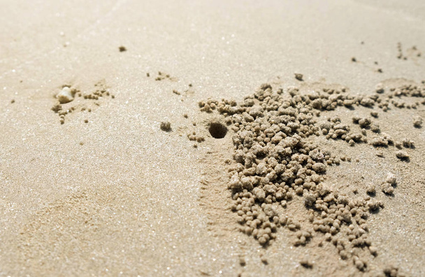 Cerca de cangrejo cavando agujero en la playa
 - Foto, Imagen
