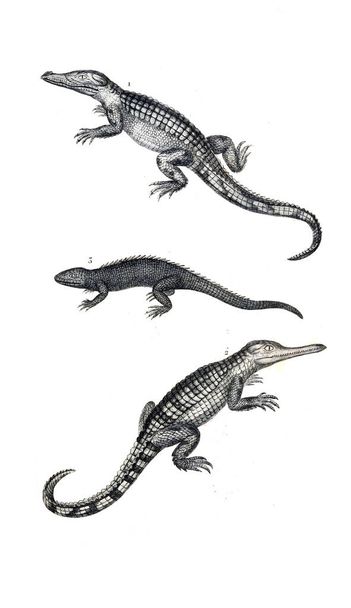 Иллюстрация рептилий. Старое изображение
 - Фото, изображение