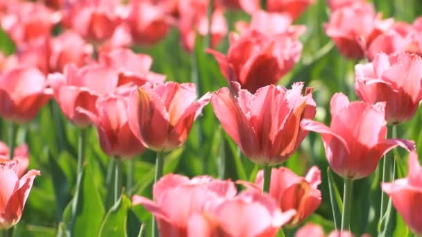 Beautiful pink tulips blossom on  flowerbed - Footage, Video