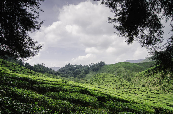 Beau paysage de plantation de thé dans Cameron Highland, Malaisie avec ciel nuageux et cadrage entre l'arbre
. - Photo, image