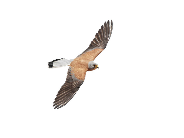 Cernícalo menor en vuelo aislado sobre un fondo blanco
 - Foto, Imagen