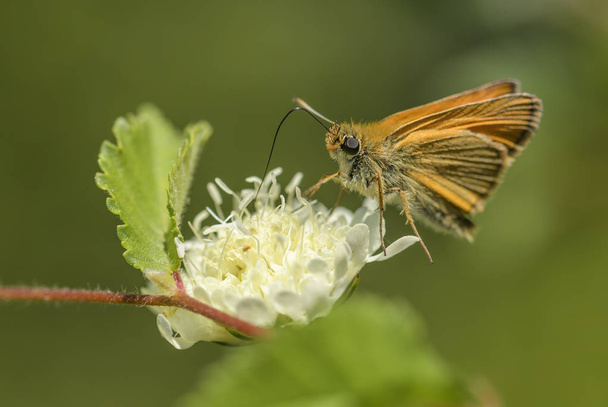 Essex Skipper - Thymelicus lineola, bela borboleta laranja pequena de prados europeus, montanhas Eastern Rodope, Bulgária
. - Foto, Imagem