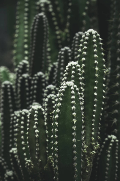Close up of cactus in the pot. - Foto, imagen