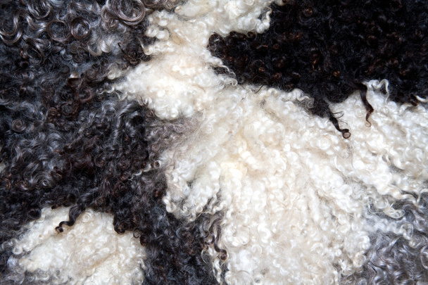 lana de oveja blanca y negra
 - Foto, imagen